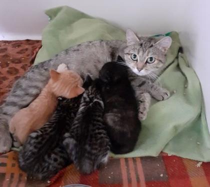 Kitten suchen liebevolles Zuhause! ( aus dem Tierschutz)