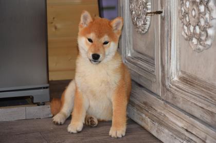 Shiba-Inu  Welpen/Rüden