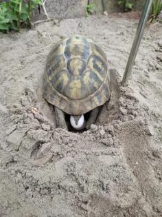 Griechische landschildkröten