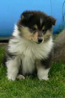 Bezaubernde tricolour COLLIEWELPEN  .... VDH/FCI... aus langjähriger erfolgreich