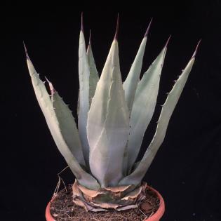 Agave winterhart, Yucca winterhart, Palme winterhart