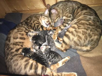 Bengal russisch blau Kitten