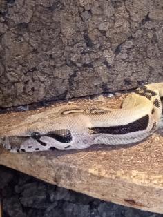 BCI 1.0/0.1 CA motley het albino Sharp und mix