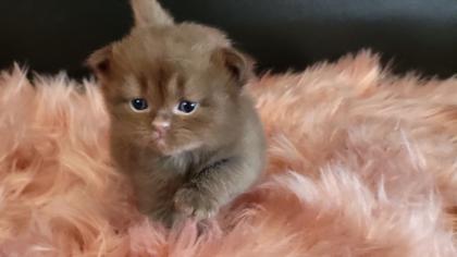 Bkh Kitten in seltener Farben.Stammbaum