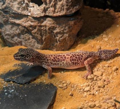 Leopardgecko 1,0 ca 2 jähre