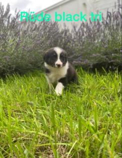 Australian shepherd welpen