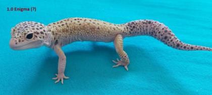 3.1 Leopardgeckos versch. Morphs