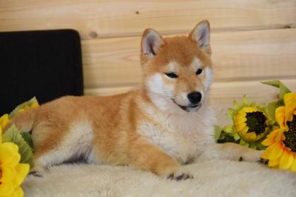 Shiba-Inu  Welpen/Rüden