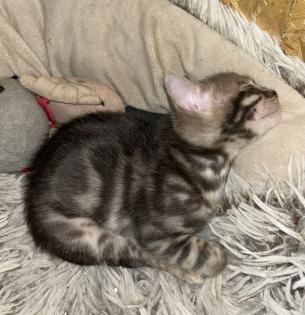 Bengal Jung Katzen (5 Monate alt)