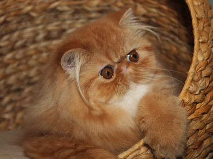 Perser und Exotic-Shorthair 