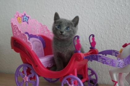 Russisch Blau Kitten mit Stammbaum