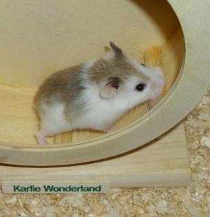 Geschecktes Zwerghamster Weibchen, mottled, piebald, Roborowski, Hamster