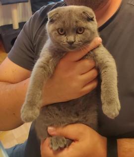 Scottish Fold baby Katze (4 Monate Alt)