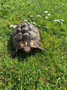 Adulte Griechische Landschildkröten zu verkaufen