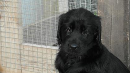 Flat coated Retriever in schwarz und braun abgabebereit