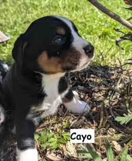 Appenzeller Sennenhund Welpen