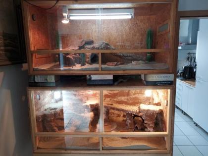 2 Bartagame inkl. TERRARIEN