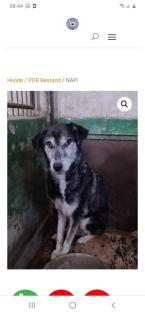 Tolle Welpen, Junghunde & Hundesenioren