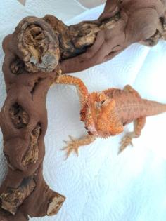 Bartagame (weibchen)