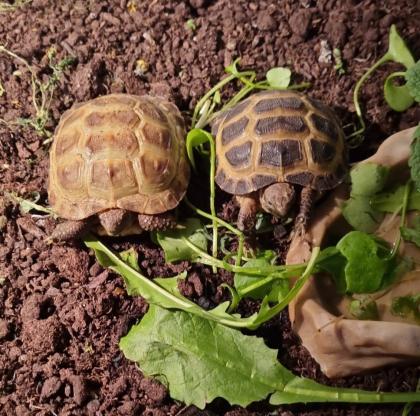 Steppenschildkröte circa 1 Jahr alt