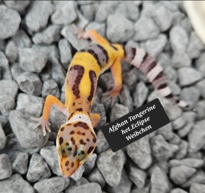 Tolle Leopardgecko Jungtiere aus 2024