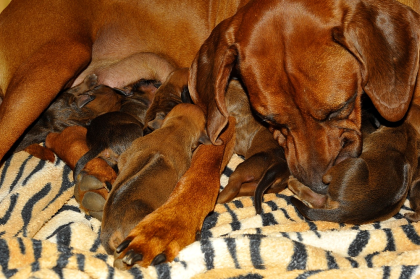 Rhodesian Ridgeback Welpen