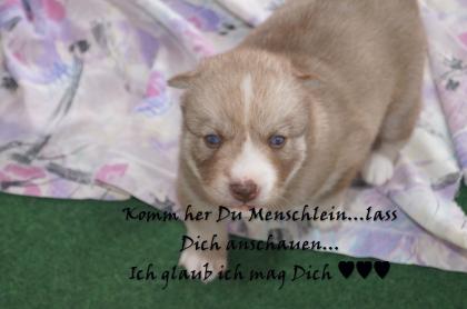 FCI Siberian Husky Welpen suchen ab dem 14.12-0.7978 ein liebevolles Zuhause 