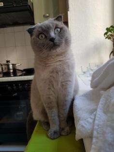 Britisch-Kurzhaar/scottish-fold-shorthair – Mischlingskatze, hellgrau  