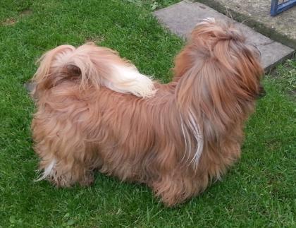 Gold-weisser shihtzu Rüde ( fuer die Ausstellung )