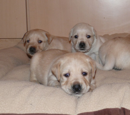 Traumhafte Labrador Welpen in Foxred und Gelb