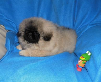 Wunderschöne kleine Pekingesen-Welpen