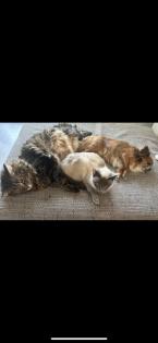 Chihuahua Deckrüde „Smokey“ sucht liebevolle Hündin
