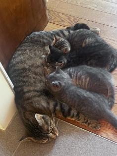 Wuschelweiche Kitten