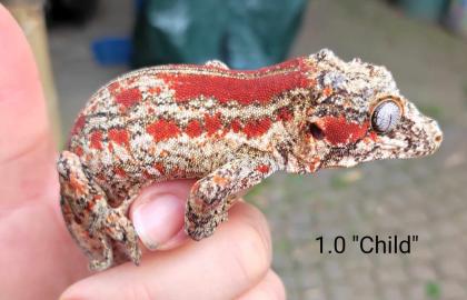 Rhacodactylus auriculatus (Höckerkopfgeckos) für HAMM