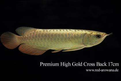 Asiatische Arowanas (Drachenfische)