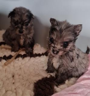 Yorkiepom in blue merle und black