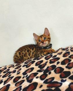 Bengal katze , Baby Katzen