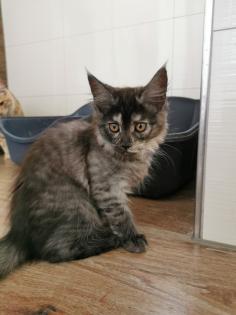 Maine Coon Kitten in guten Händen abzugeben