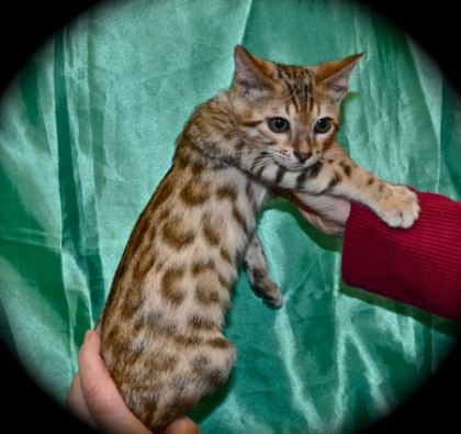  Bengal Kitten Bengal - Katzen suchen liebevolles zu Hause