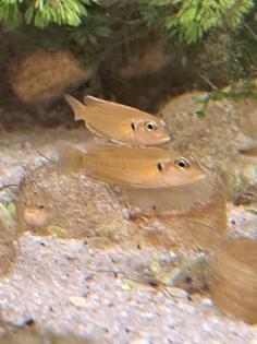 Neolamprologus ocellatus gold  (Tanganjikasee Schneckenbuntbarsch)