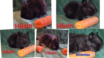 Zwergkaninchen/Farbenzwerge Mix  & Farbenzwerge