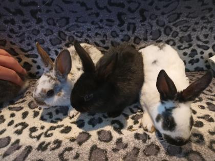 Zwergkaninchen und Meerschweinchen aus langjähriger Hobbyzucht!