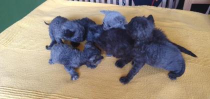 Selkirk Rex - superflauschig bis lockig -sucht Dich!