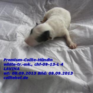 Premium-Colliewelpen, tricolor und white ! - Die Oberklasse !