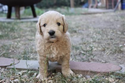 Goldendoodle MINI F1