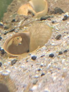 Neolamprologus ocellatus gold  (Tanganjikasee Schneckenbuntbarsch)