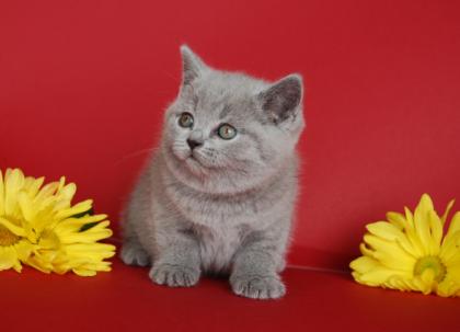 Bezaubernde Kartäuserbärchen! Britisch Kurzhaar Babys blau und lilac