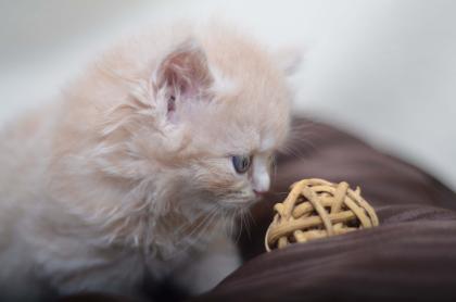 5 BKH Kater u. 1 BLH Kater in den Farben Blau u. Creme, suchen zuverlässiges Kus