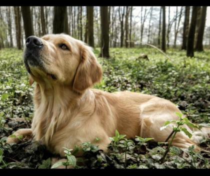 Golden Retriever Deckrüde