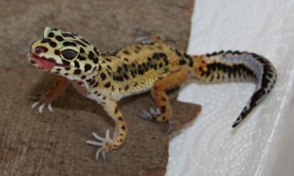 2 Leopardgeckos Nzen 2024